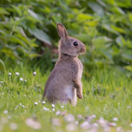 Hoe maak je je tuin konijnbestendig?
