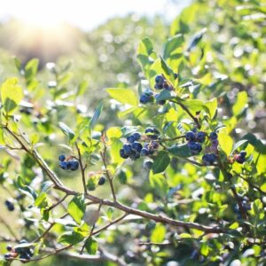 Growing blueberries in raised beds