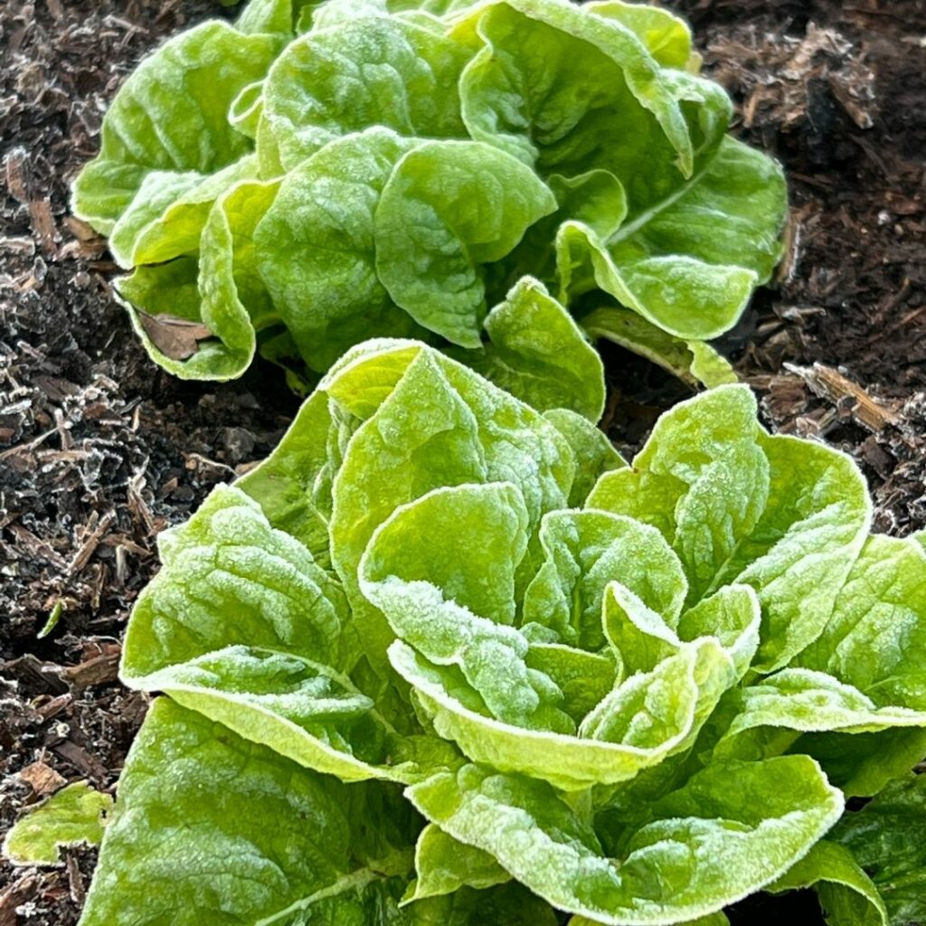 What-to-grow-in-a-raised-bed-in-winter